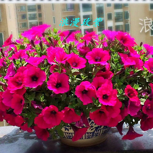 开花不断矮牵牛阳台室外