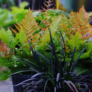 彩虹蕨红盖鳞毛蕨盆栽庭院花园观叶植物 贯众蕨 长青富贵蕨狗脊蕨