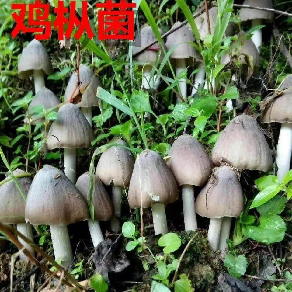 云南鸡枞菌种子伞把菇三塔菌菌菇包云南野生菌鸡枞菌包三八菇鸡枞