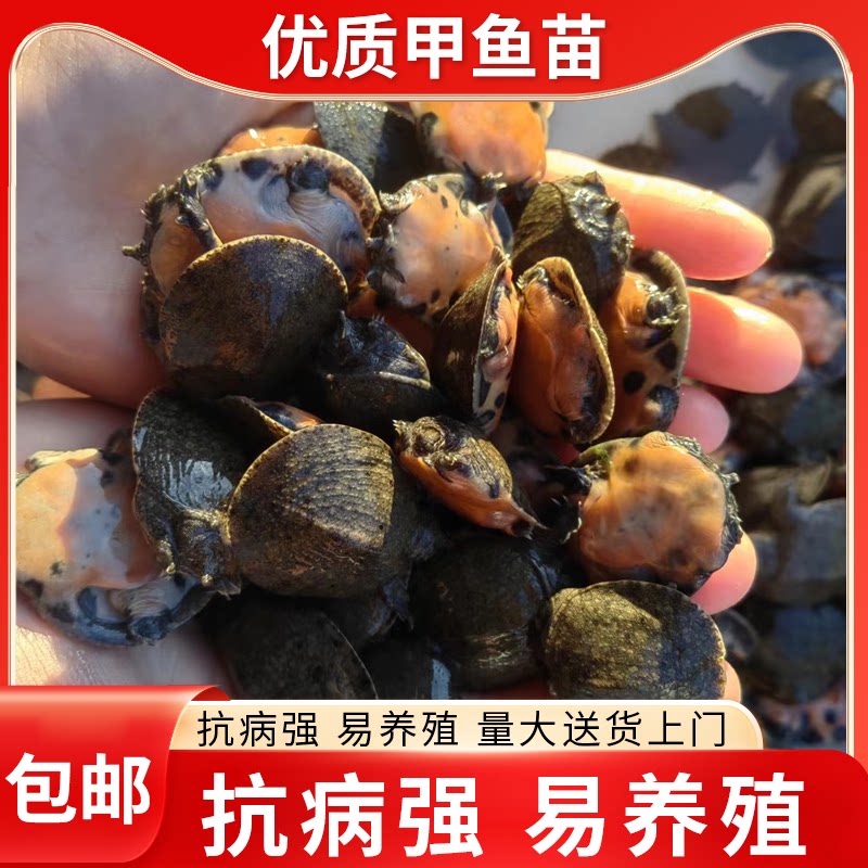 3克小甲鱼苗鱼塘冷水养殖中华鳖水鱼团鱼王八苗龙鱼饲料基地直发