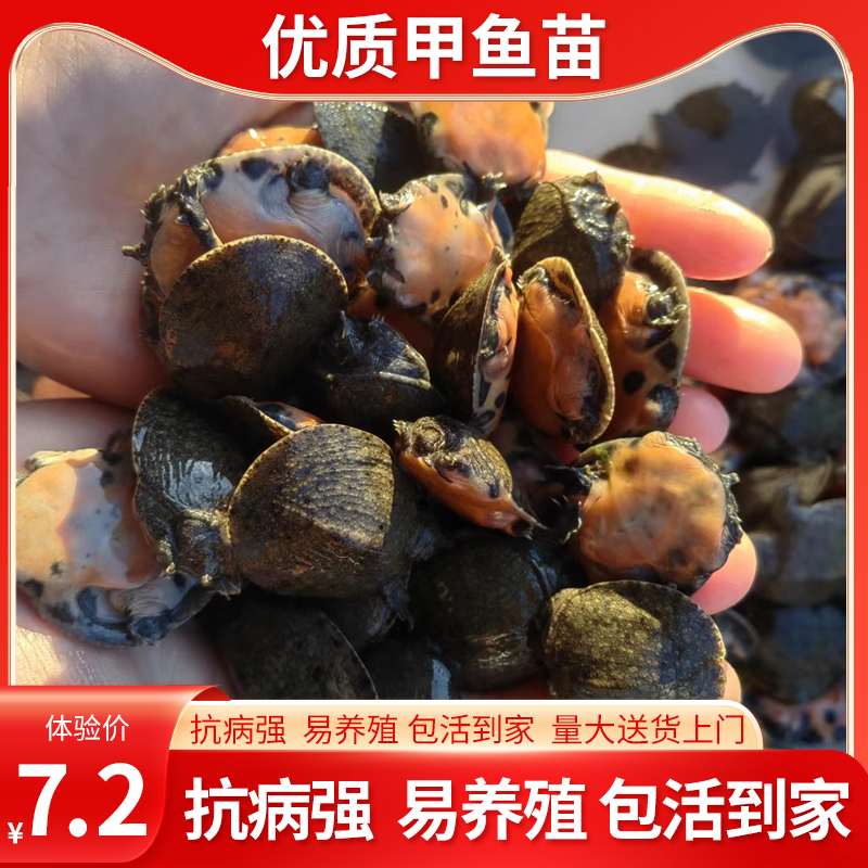 冷水3克鱼塘养殖甲鱼苗基地直发