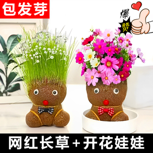 开花娃娃绿植种植花头草头娃娃头上长草植物儿童头发长花小盆栽