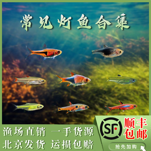 金三角灯鱼银水针青眼灯火翅金钻蚂蚁灯绿晶灯亚洲红鼻巧克力飞船