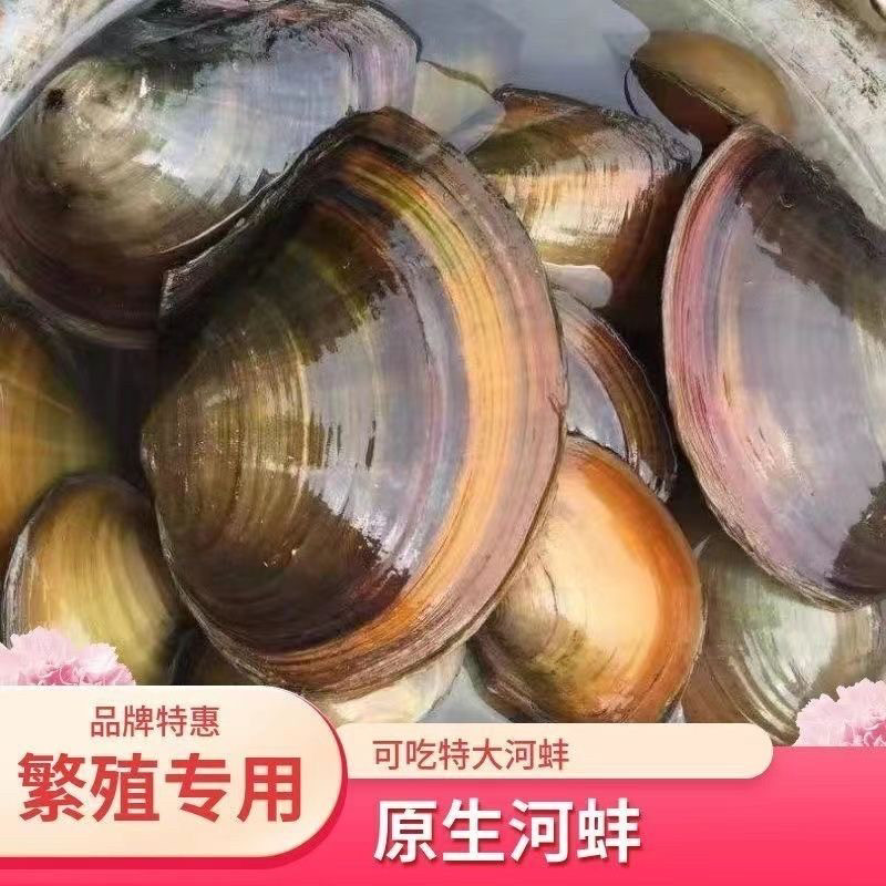 净水鳑鲏鱼繁殖用河蚌鲜活七彩净化水质观赏可吃可养活的 包活的