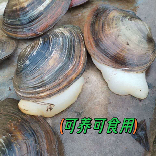 大河蚌 河蚌苗 淡水养殖小河蚌苗带壳活体河蚌象牙蚌海巴子活的