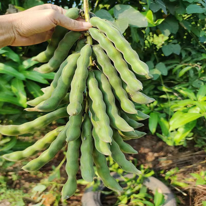 狗爪豆种孑黧豆刺毛黧豆狗爪豆种子龙爪黧豆龙爪豆猫豆狗儿豆种籽