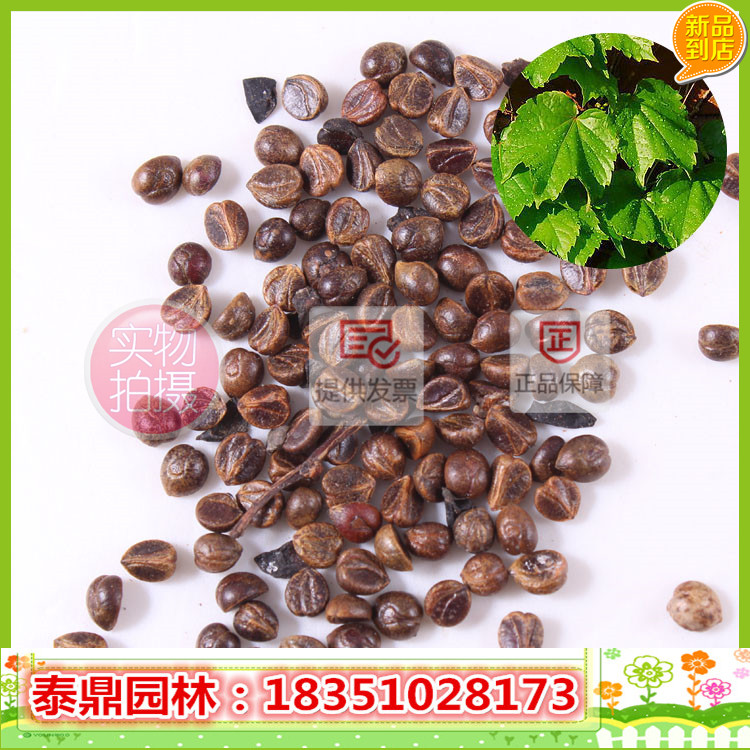 出售爬山虎种子 常青藤籽种爬墙虎种子 地锦种子 新采爬山虎种子|msdalam kategori penghantaran bunga/bunga simulasi/tumbuhan berkebun, bunga/Buah-buahan dan sayur-sayuran/benih rumput (baru), benih rumah berkebun - dari Buy2taobao.com untuk memberikan perkhidmatan ejen Taobao profesional membeli