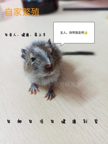 八齿鼠活物沙鼠幼崽素食啮齿宠物