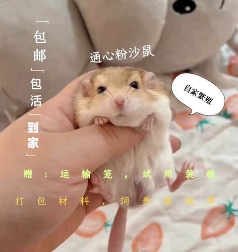 通心粉鼠幼崽活物北美肥尾沙鼠
