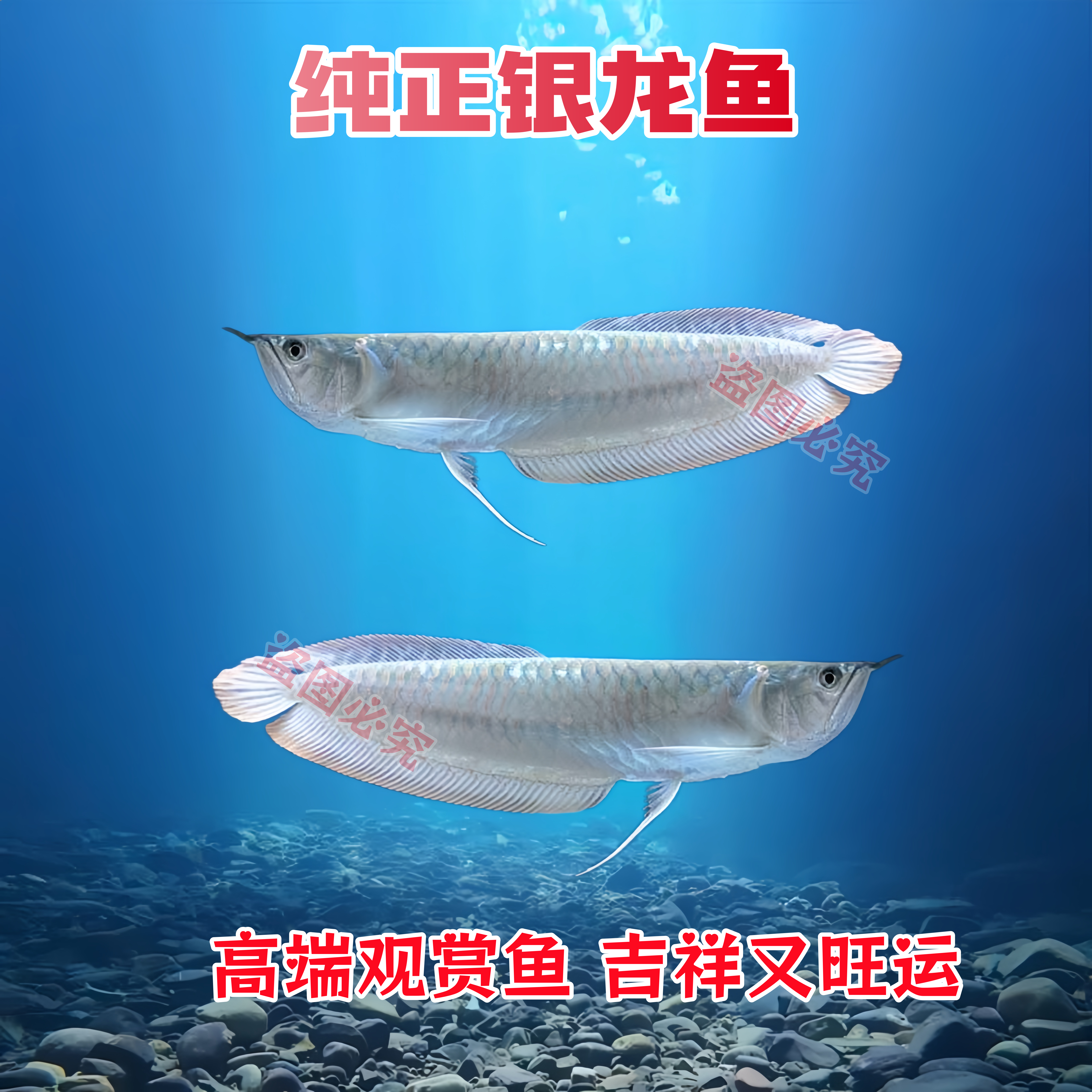 龙鱼观赏鱼七彩银龙鱼红眼黄化银龙鱼活体中大型热带淡水宠物鱼苗
