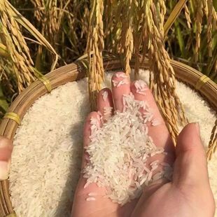 贵州农家高山梯田原生态种植长粒香晚稻米不抛光不打蜡10斤装包邮