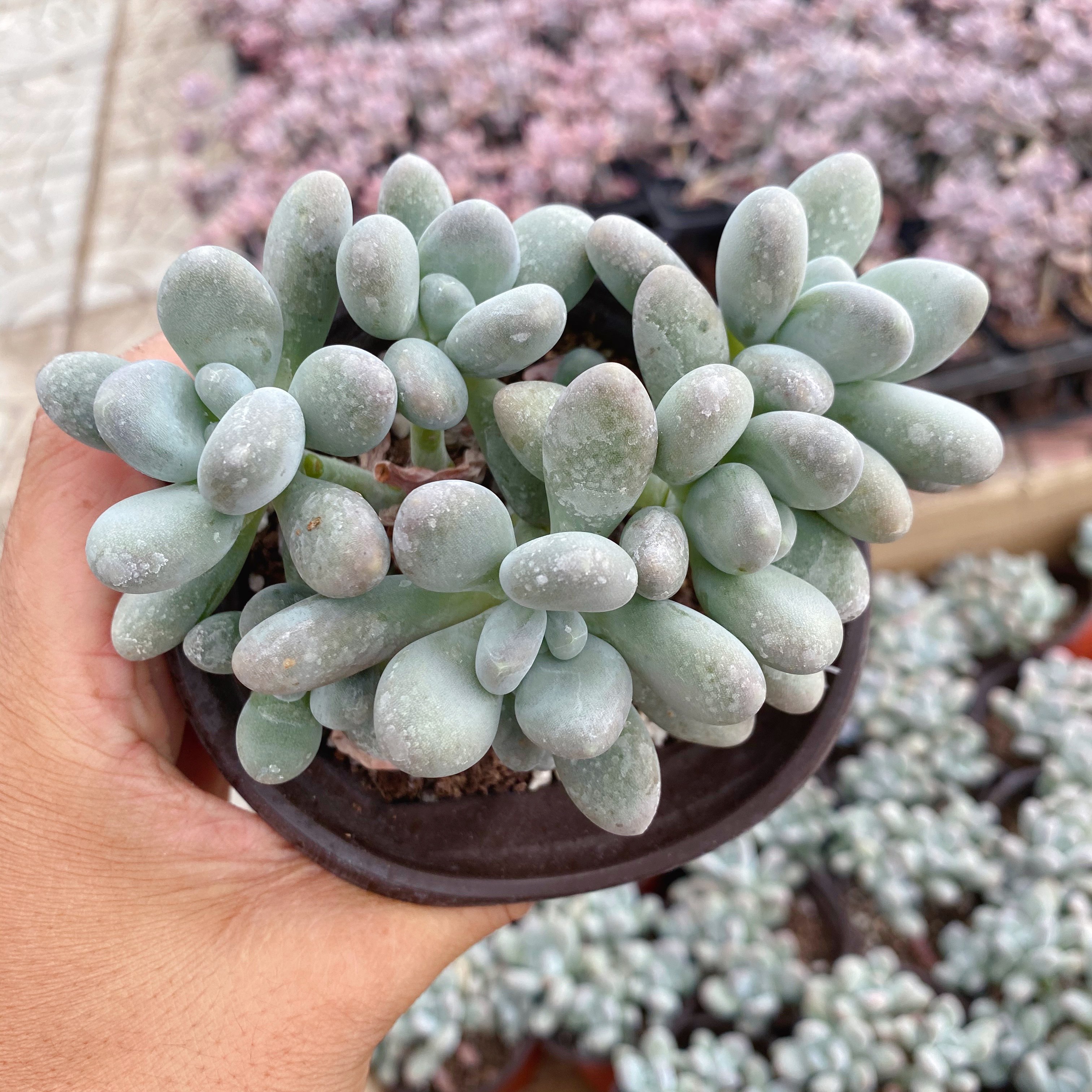 多肉白美人价格 多肉白美人图片 星期三