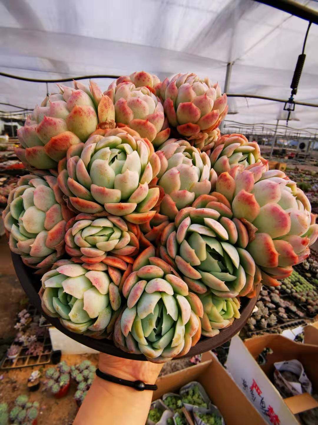 多肉植物胭脂贝瑞双子贝瑞群生月影系童话园艺全店满38包邮商品评论 联联美好生活