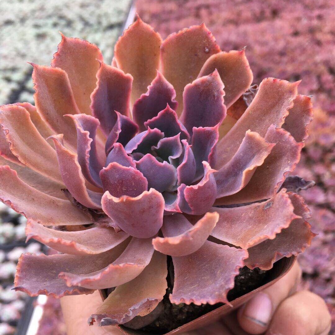 Succulent Sunset glow Succulent plants flowers and plants combination Radiation protection Succulent Green plant 6 cm aboutin the Flower delivery/Flowers simulation/Plants gardening , Flowers/Potted plants (New) , Succulents  category - from Buy2taobao.com to provide professional Taobao agent buy service