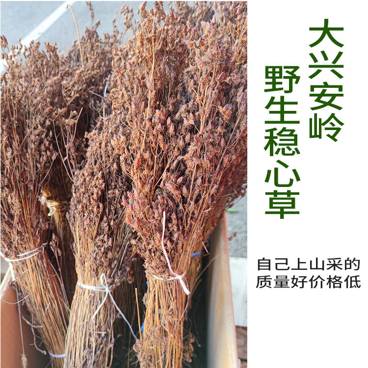 大兴安岭野生稳心草鹿心草50克新货包邮