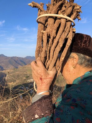 甘肃野生黄芪农家自产