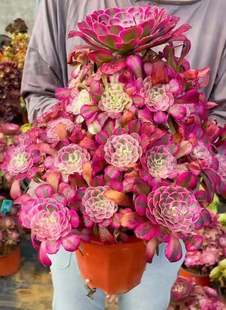 多肉法师植物多头手捧红铜壶超白锦室内阳台办公桌面客厅花卉盆栽