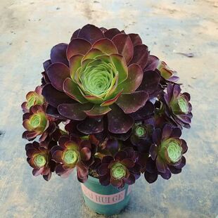魅金玫瑰法师多肉植物促销甩卖好养超大颗多肉法师盆栽花卉
