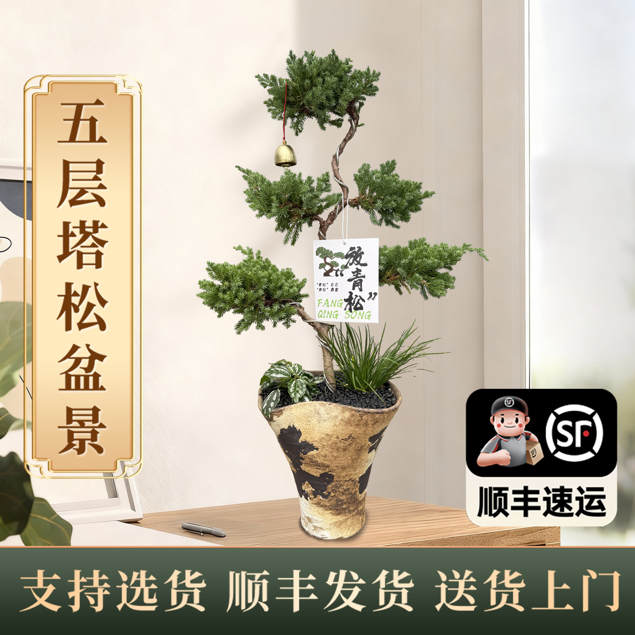 五层塔松盆栽乔迁送礼好养