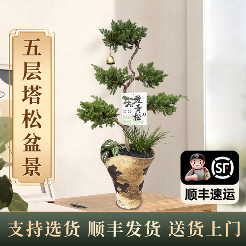 五层塔松盆栽乔迁送礼好养