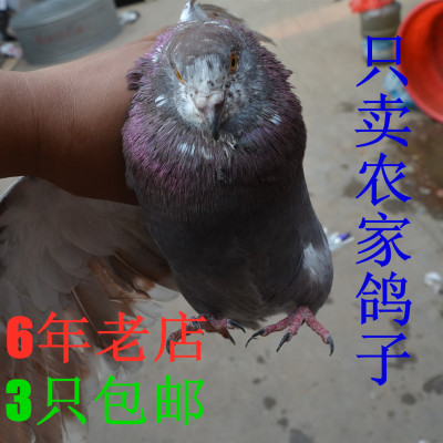 农家散养新鲜土老乳收食用鸽子肉