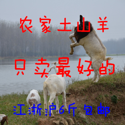 新鲜生羊肉山羊肉羊腿羊排农