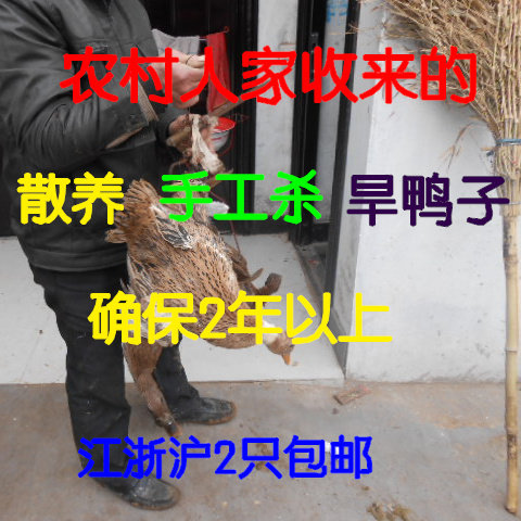 正宗土鸭农家散养2年老鸭苏北麻鸭自养活鸭现杀现发不好吃不要钱