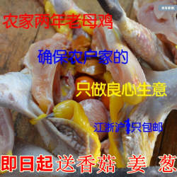 正宗土鸡农家散养2年老母鸡苏北草鸡自养活鸡现杀 月子鸡笨鸡乌鸡