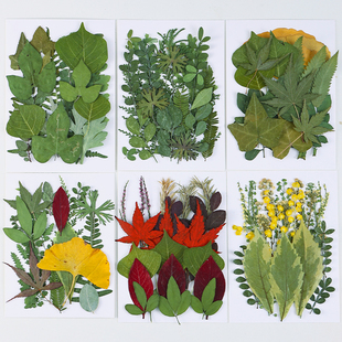 天然树叶植物标本干花压花幼儿园手工diy材料包干树叶粘贴画滴胶