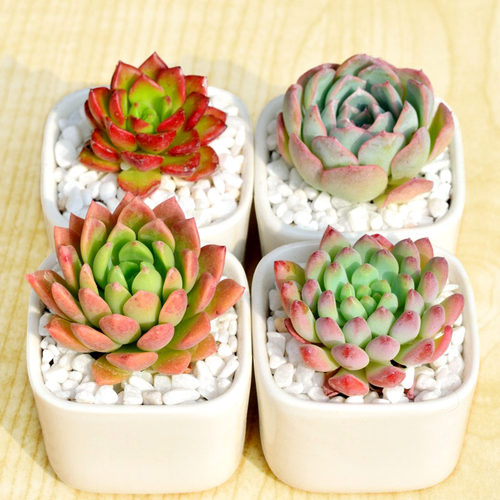 露养多肉植物红之玉锦乙女心
