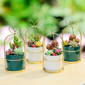 轻奢风铁艺陶瓷花盆多肉组合小盆栽花艺DIY公司工会活动材料