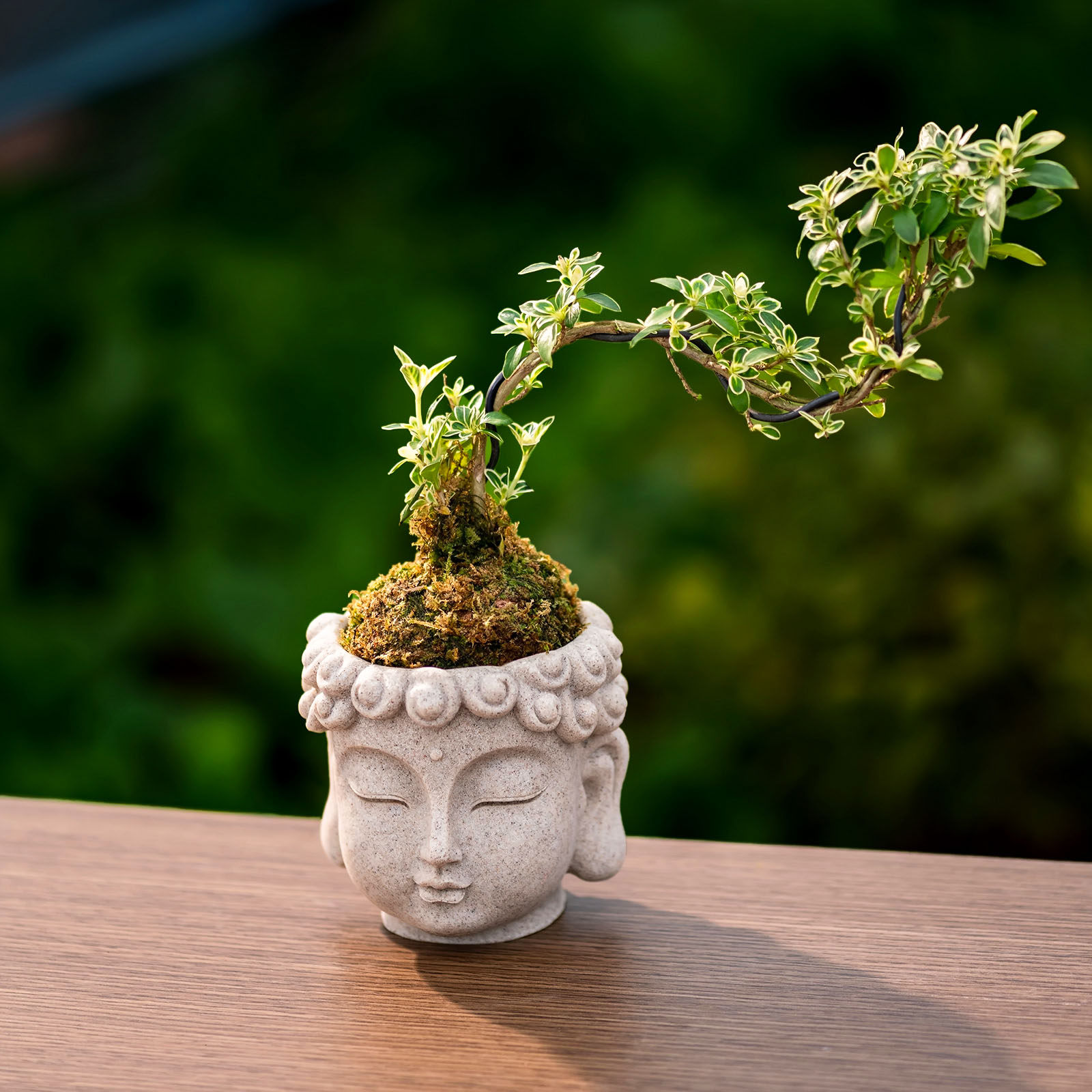 趣玩园艺佛头造型花盆绿植小盆栽创意花园摆件装饰情绪稳定花盆