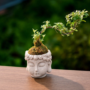 趣玩园艺佛头造型花盆绿植小盆栽创意花园摆件装饰情绪稳定花盆
