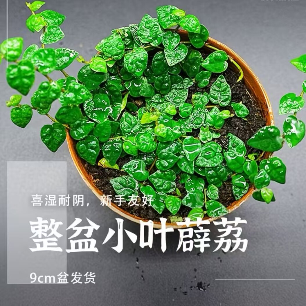 霹荔藤雨林缸生态瓶造景植物爬藤闷养青叶霹荔小叶迷你附生微景观