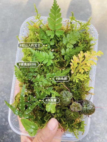 微景观造景迷你蕨类植物耐湿雨林生态缸造景套餐苔藓diy造景绿植