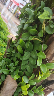 伏石蕨抱树蕨绿植雨林水陆缸假山缸攀爬造景常用常绿叶植物抱石莲