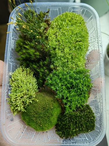 各种苔藓套餐拼盘植物鲜活青苔微景观生态瓶diy材料桌面迷你小蕨
