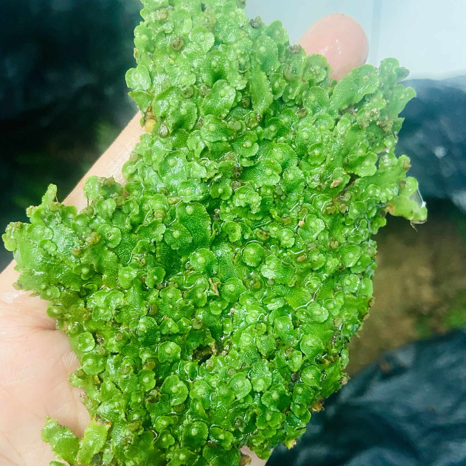 微景观苔藓雨林缸生态瓶造景