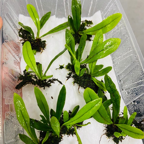 原生态蕨类植物雨林缸生态瓶造景