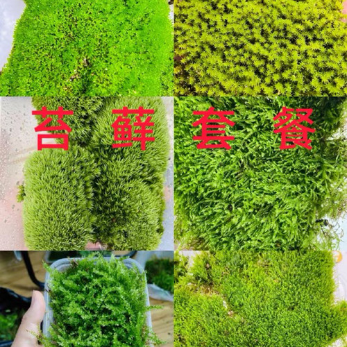 鲜活苔藓微景观盆景盆栽水陆缸造景青苔植物假山草diy材料