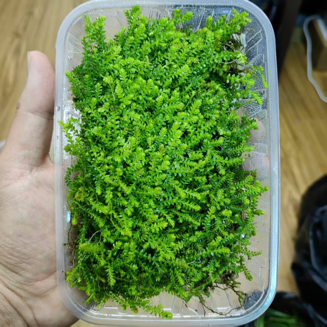 小翠云草高山伏地卷柏爬藤植物雨林生态瓶造景兰花铺面苔藓小翠云