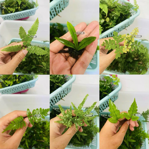 蕨类植物蕨类盆栽景观雨林缸植物景观植物造景绿植生态DIY材料