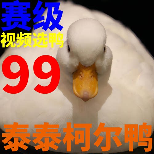 柯尔鸭包活包健康一个月