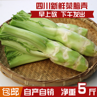 包邮 5斤 新鲜蔬菜棒棒菜棒青笋芥菜笋子芥青菜头脑壳菜 四川特产