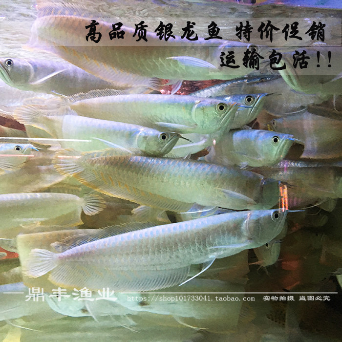 银龙鱼活体七彩银龙鱼黄化红眼白子银龙鱼苗大型热带招财龙鱼包邮