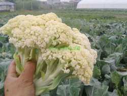 崇明我家的三分地 散花菜花椰菜松花菜 脆香 新鲜露天当季蔬菜1棵