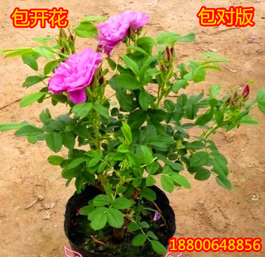 可食用大马士革嫁接玫瑰花苗