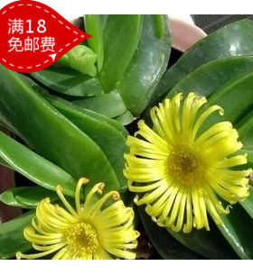 多肉舌叶兰 佛手托金 宝绿花、舌叶花 佛手 佛手掌 千佛手托金