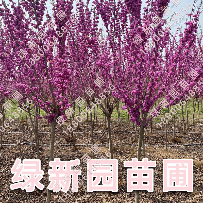 紫荆花苗紫荆小苗紫荆苗丛生紫荆