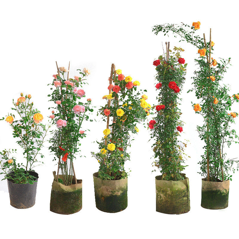 爬藤蔷薇庭院植物阳台月季花苗